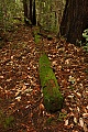 Mossy log