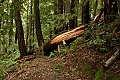 Sunset Trail blocked by a windfall