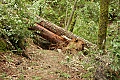 Sunset Trail blocked by a windfall