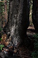 Burnt redwood stump