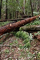 Sunset Trail blocked by a windfall