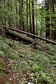 Sunset Trail blocked by a windfall