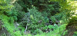 Opal Creek overgrowth