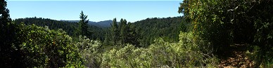 Big Basin panorama