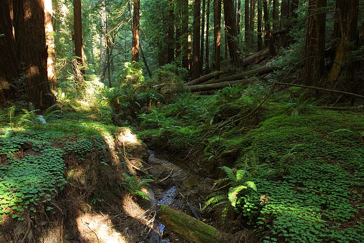 Tributary of Little Butano Creek