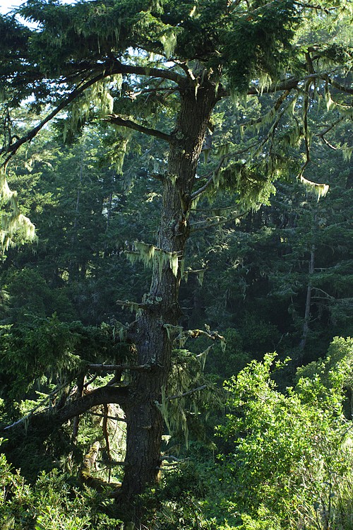 Spruce with lace lichen