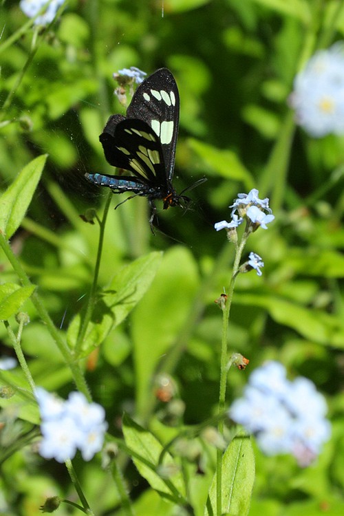 Moth
