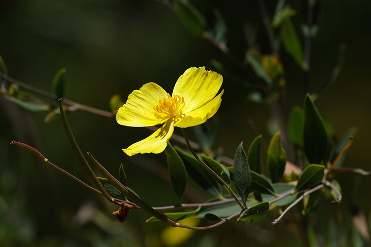 Bush poppy