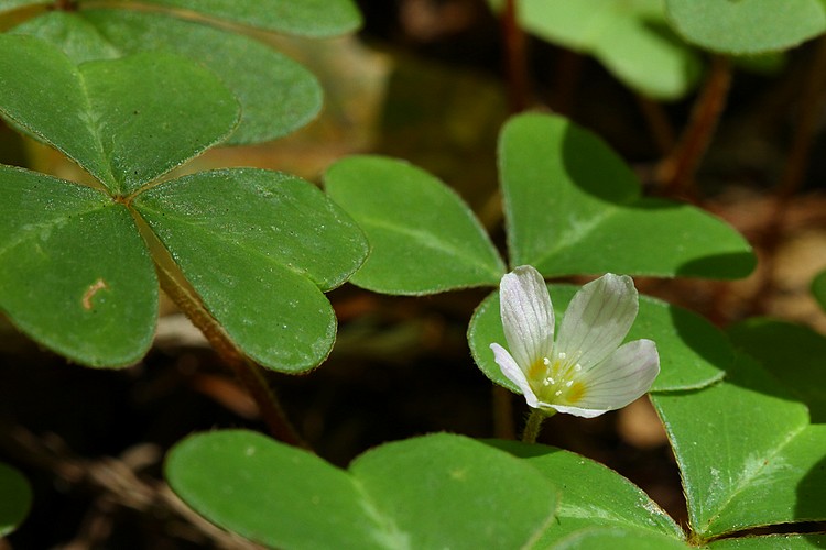 Redwod sorrel