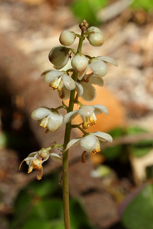 Pinedrops