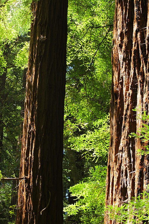 Redwoods