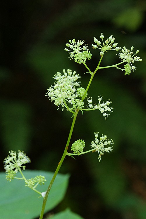 Starry False Solomon's-seal