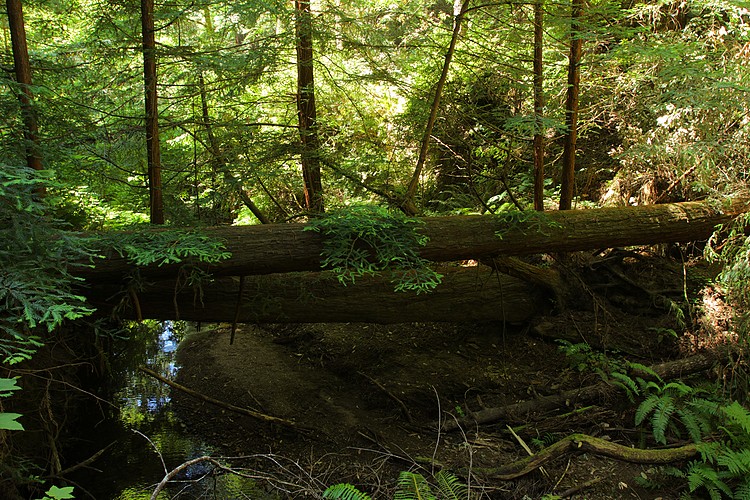 Fallen redwood