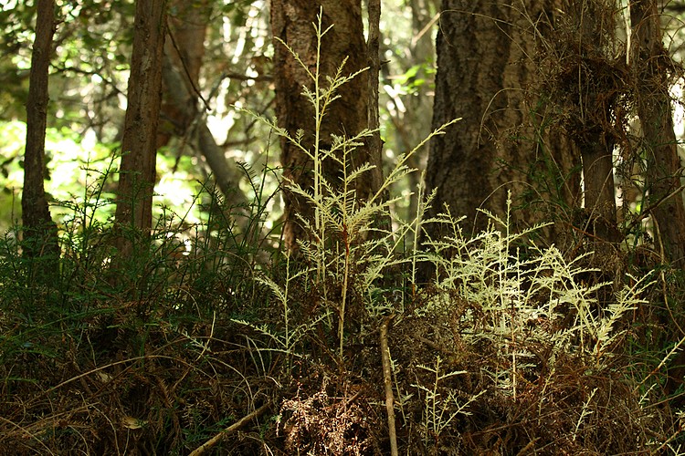 Albino redwood