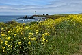 Pigeon Point Lighthouse