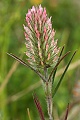 Narrowleaf crimson clover