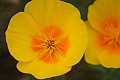 California Poppy