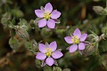 Tiny wildflowers