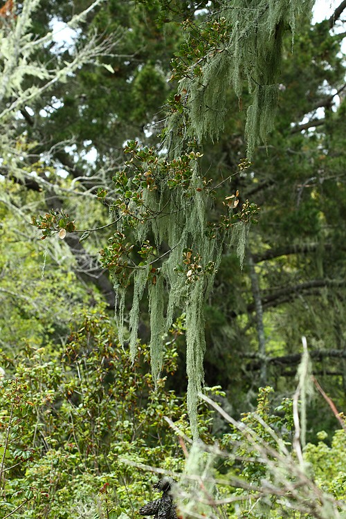 Lace lichen