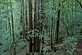 Redwood forest
