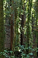 Redwood forest
