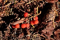 Madrone berries