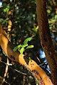 Madrone tree