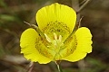 Mariposa lily