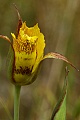 Mariposa lily