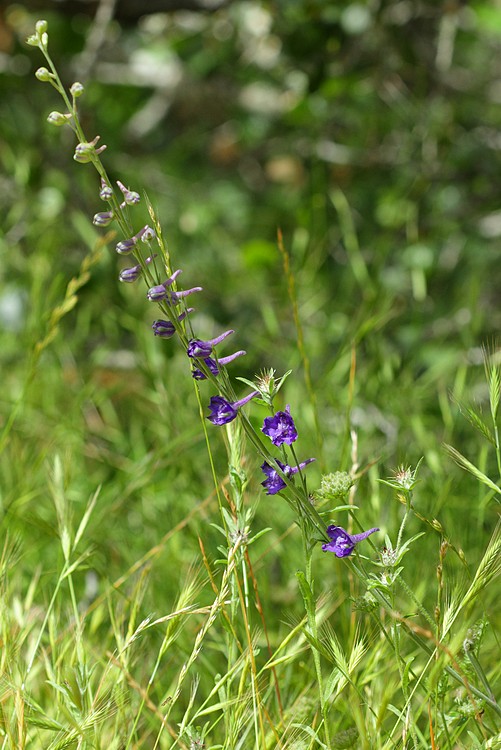 Larkspur