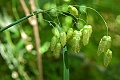 Rattlesnake grass