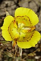 Mariposa lily