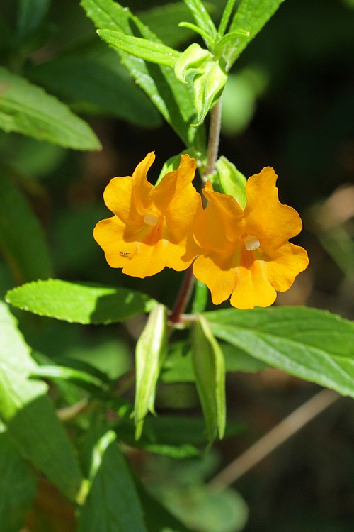 Sticky monkeyflower