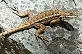 Western Fence lizard