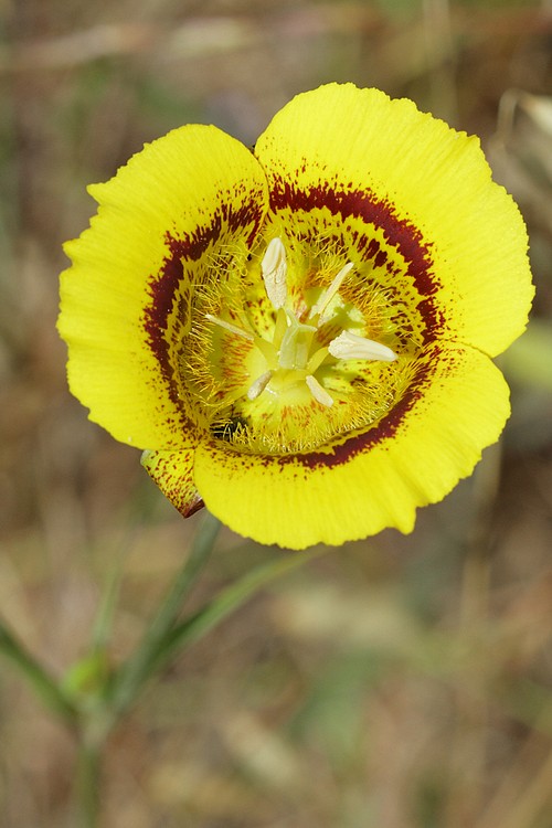 Mariposa lily