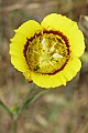 Mariposa lily