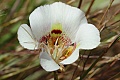 Mariposa lily