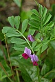 Wild pea