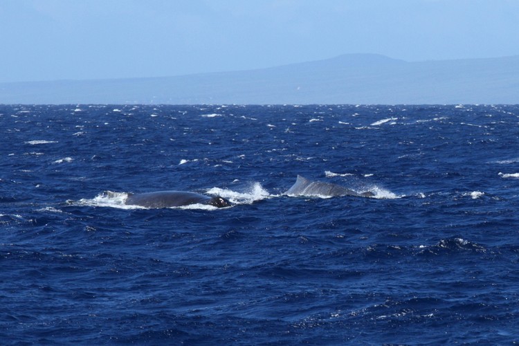 Humpback whales