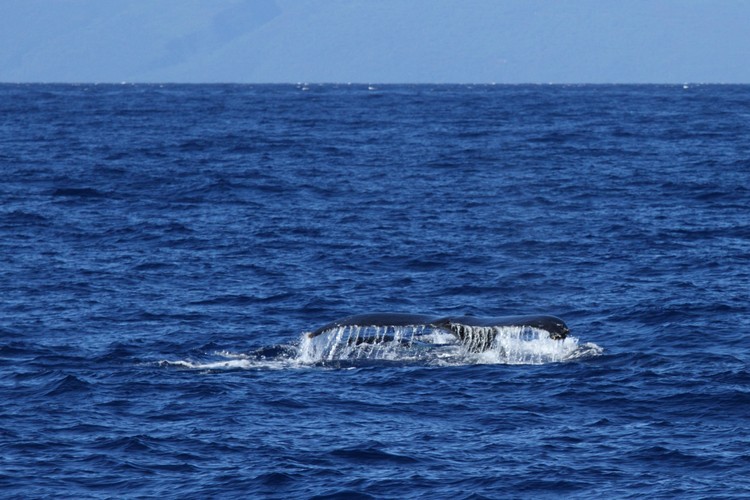 Humpback whales