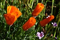 California Poppy (Eschscholzia californica)