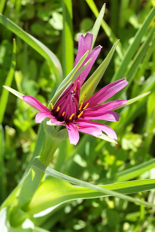 Purple Salsify (Tragopogon porrifolius)