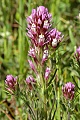 Owl's Clover (Castilleja densiflora)