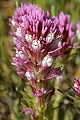 Owl's Clover (Castilleja densiflora)