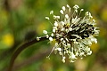 English plantain (Plantago lanceolata)