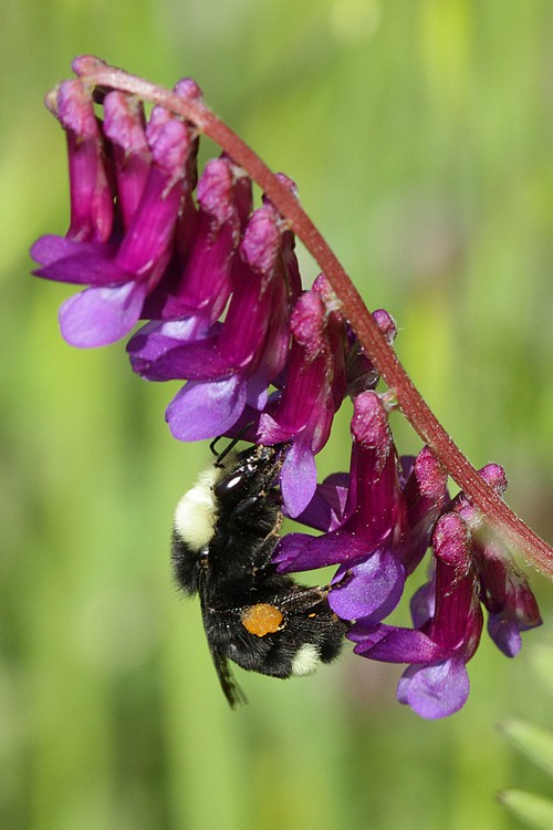 Bee on winter vetch