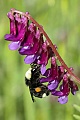 Bee on winter vetch