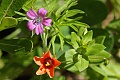 Erodium and Pimpernel