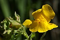 Seep-spring Monkeyflower (Mimulus guttatus)