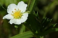 Wild Strawberry (Fragaria californica)